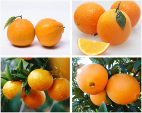 柑橘如何选品