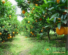 柑橘如何施肥