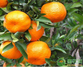 柑橘着色技巧