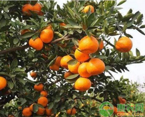 柑橘提质增产